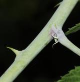 ostružiník cockburnianus <i>(Rubus cockburnianus)</i> / Květ/Květenství