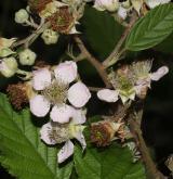 ostružiník dvojbarevný <i>(Rubus bifrons)</i> / Květ/Květenství