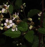 ostružiník dvojbarevný <i>(Rubus bifrons)</i> / Květ/Květenství