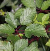 ostružiník dvojbarevný <i>(Rubus bifrons)</i> / List