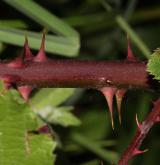 ostružiník dvojbarevný <i>(Rubus bifrons)</i> / Větve a pupeny