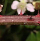 ostružiník dvojbarevný <i>(Rubus bifrons)</i> / Větve a pupeny