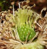 ostružiník jihomoravský <i>(Rubus austromoravicus)</i> / Květ/Květenství