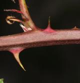 ostružiník jihomoravský <i>(Rubus austromoravicus)</i> / Větve a pupeny