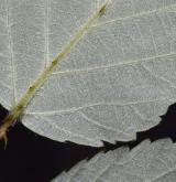 ostružiník jihomoravský <i>(Rubus austromoravicus)</i> / List