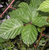 ostružiník řasnatý <i>(Rubus plicatus)</i> / List