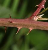 ostružiník řasnatý <i>(Rubus plicatus)</i> / Větve a pupeny