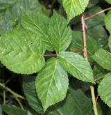 ostružiník  <i>(Rubus scissus)</i> / List