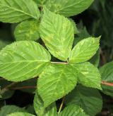 ostružiník  <i>(Rubus scissus)</i> / List