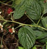 ostružiník  <i>(Rubus scissus)</i> / Plod