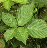 ostružiník  <i>(Rubus scissus)</i> / List