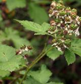 ostružiník  <i>(Rubus scissus)</i> / Plod