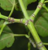 javor rezavožilný <i>(Acer rufinerve)</i> / Větve a pupeny