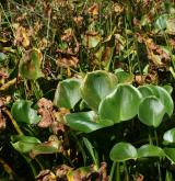 Vegetace bažinných bylin na nezpevněných organických substrátech <i>(Carici-Rumicion hydrolapathi)</i>