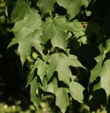 javor cukrový <i>(Acer saccharum)</i> / List