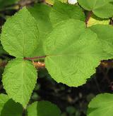 ostružiník japonský <i>(Rubus phoenicolasius)</i> / List