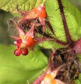 ostružiník japonský <i>(Rubus phoenicolasius)</i> / Plod