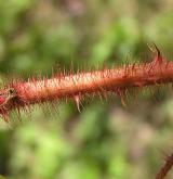 ostružiník japonský <i>(Rubus phoenicolasius)</i> / Větve a pupeny