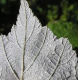 ostružiník japonský <i>(Rubus phoenicolasius)</i> / List