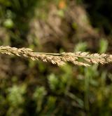 třtina přehlížená <i>(Calamagrostis stricta)</i> / Květ/Květenství