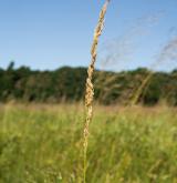 třtina přehlížená <i>(Calamagrostis stricta)</i> / Květ/Květenství