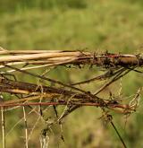 třtina přehlížená <i>(Calamagrostis stricta)</i> / Zásobní orgán/orgán klonálního růstu