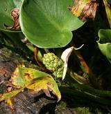 ďáblík bahenní <i>(Calla palustris)</i> / Habitus