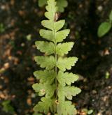 kapraď hřebenitá <i>(Dryopteris cristata)</i> / List