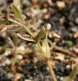 puštička pouzdernatá <i>(Lindernia procumbens)</i> / Květ/Květenství