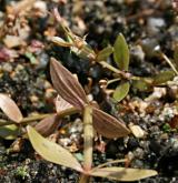 puštička pouzdernatá <i>(Lindernia procumbens)</i> / List