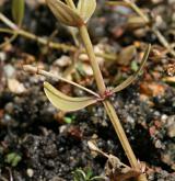 puštička pouzdernatá <i>(Lindernia procumbens)</i> / Stonek