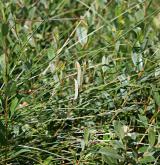 vrba plazivá <i>(Salix repens)</i> / Habitus