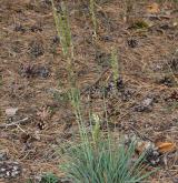 smělek sivý <i>(Koeleria glauca)</i> / Habitus