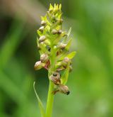 vemeníček zelený <i>(Coeloglossum viride)</i> / Květ/Květenství