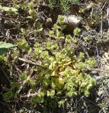 rožec klubkatý <i>(Cerastium glomeratum)</i>