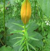 lilie cibulkonosná <i>(Lilium bulbiferum)</i> / Květ/Květenství