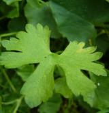pryskyřník zlatožlutý <i>(Ranunculus auricomus)</i> / List