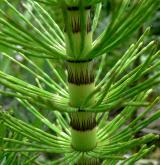 přeslička největší <i>(Equisetum telmateia)</i> / Ostatní