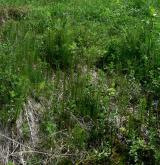 přeslička největší <i>(Equisetum telmateia)</i> / Porost