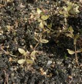 puštička pouzdernatá <i>(Lindernia procumbens)</i>