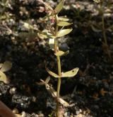 puštička pouzdernatá <i>(Lindernia procumbens)</i> / Habitus