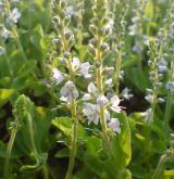 rozrazil lékařský <i>(Veronica officinalis)</i> / Habitus