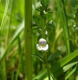 rozrazil douškolistý <i>(Veronica serpyllifolia)</i> / Květ/Květenství