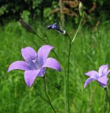 zvonek rozkladitý <i>(Campanula patula)</i> / Květ/Květenství