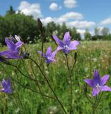 zvonek rozkladitý <i>(Campanula patula)</i> / Květ/Květenství