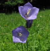 zvonek broskvolistý <i>(Campanula persicifolia)</i> / Květ/Květenství