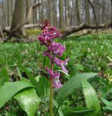 dymnivka dutá <i>(Corydalis cava)</i> / Květ/Květenství