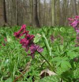 dymnivka dutá <i>(Corydalis cava)</i> / Habitus