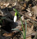 sněženka podsněžník <i>(Galanthus nivalis)</i> / Habitus