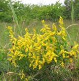 kručinka německá <i>(Genista germanica)</i> / Habitus